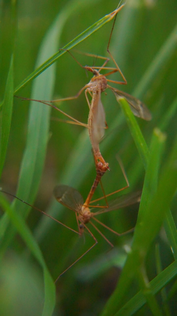 CLOSE-UP OF INSECT ON LEAF