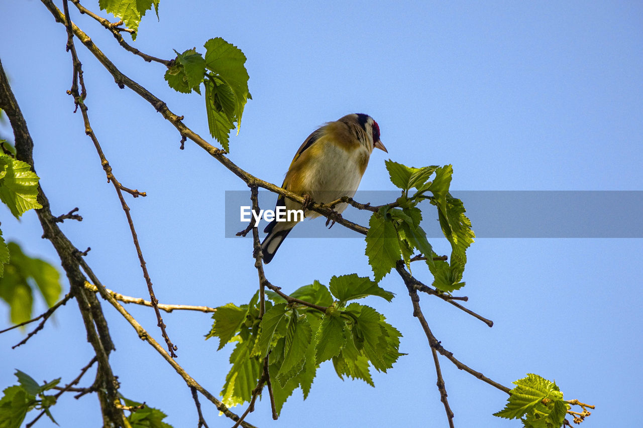 Low angle view of bird perching on branch against sky