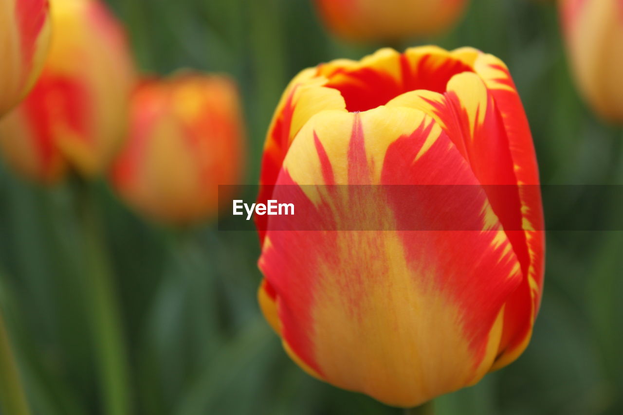 Close-up of red tulip