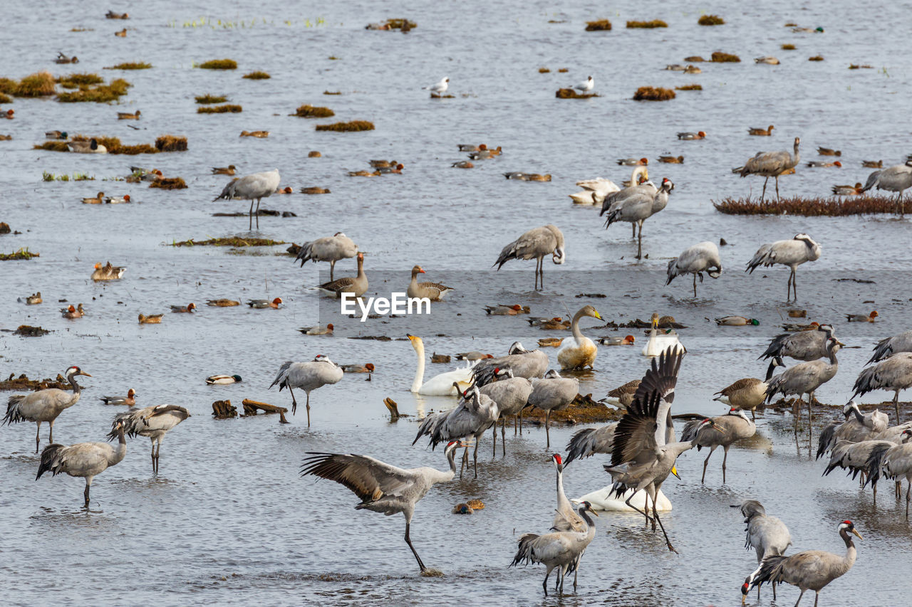 Cranes that landing in the lake