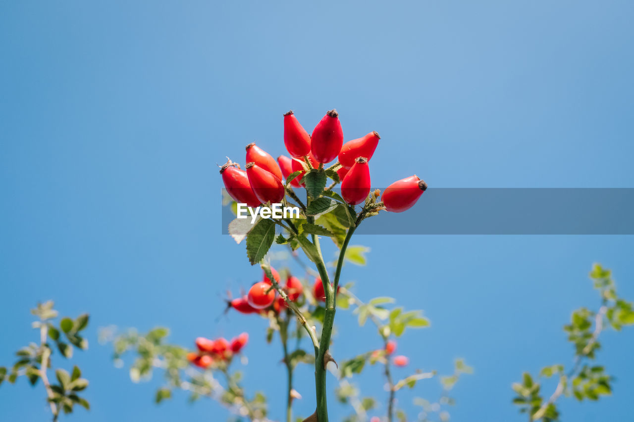 CLOSE-UP OF RED FLOWERING PLANT AGAINST CLEAR SKY