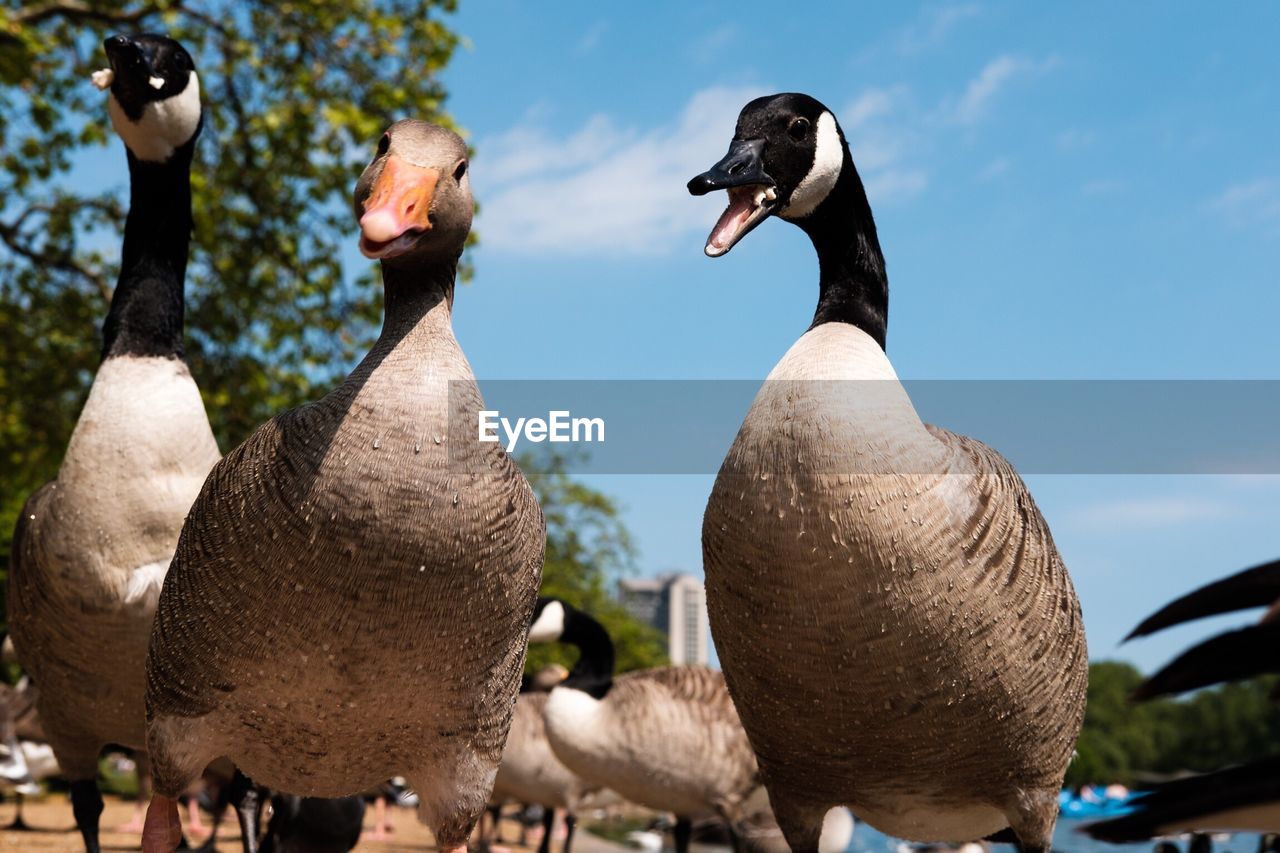 Canada geese against sky