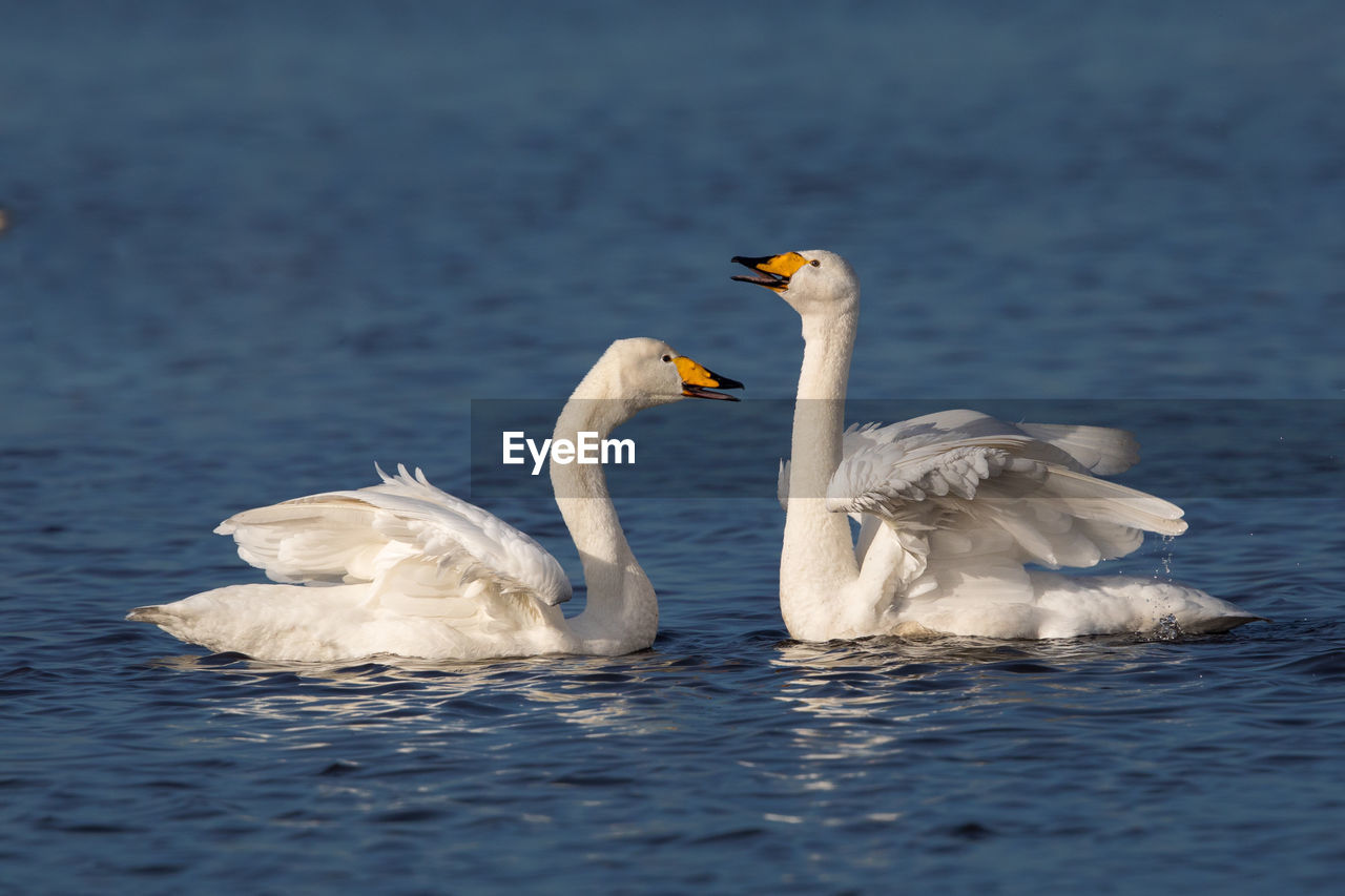 SWANS SWIMMING ON LAKE