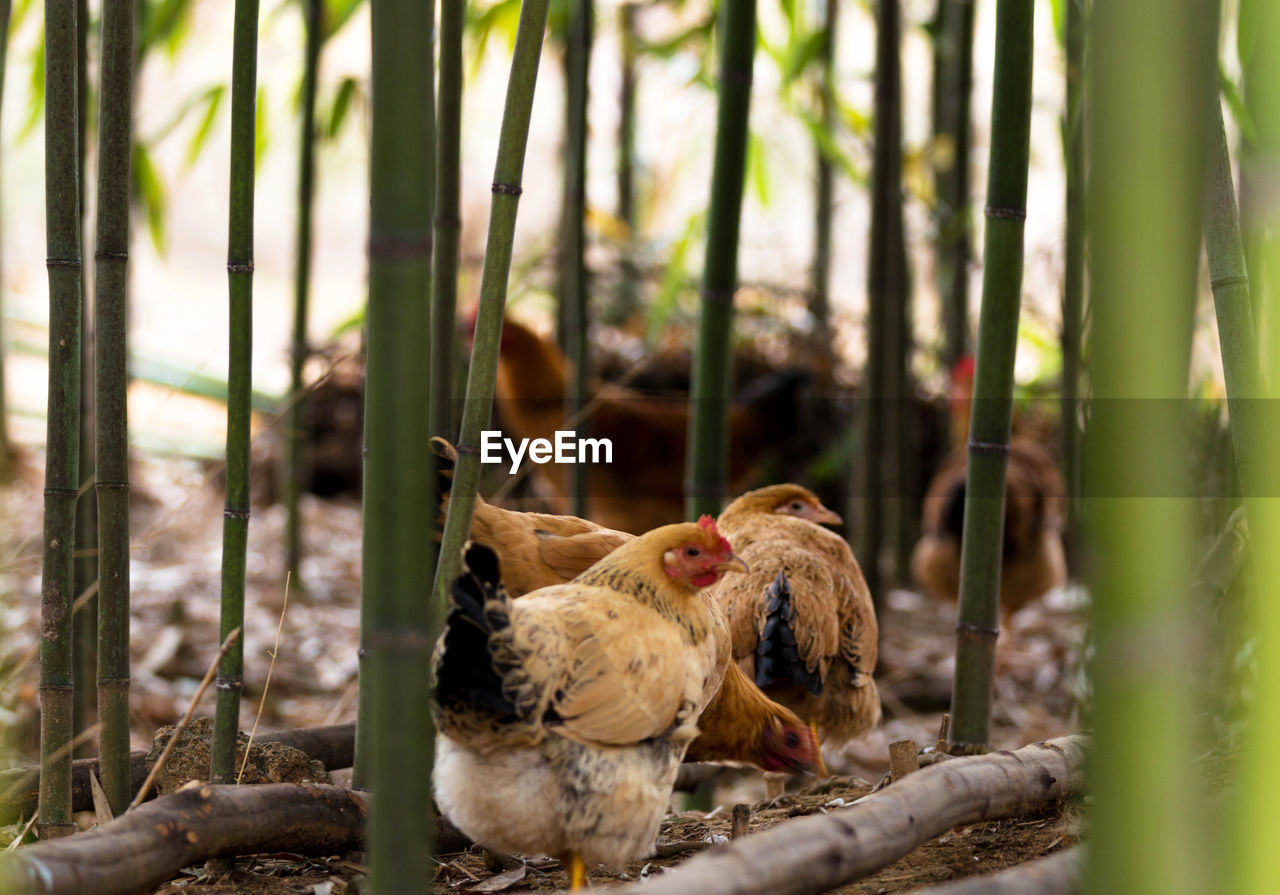 Hens in the bamboo forest