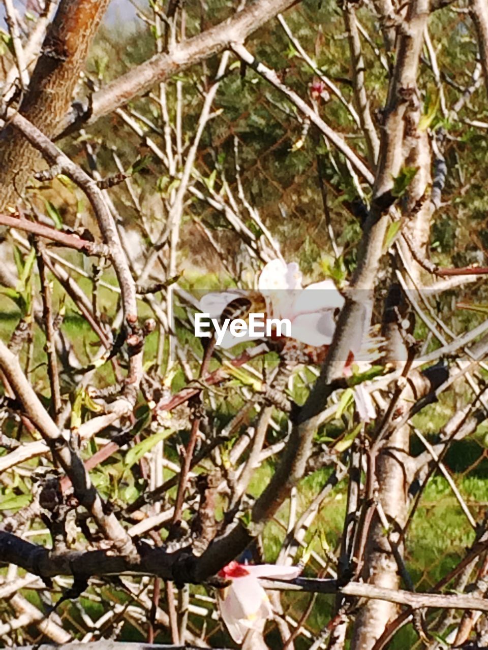 CLOSE-UP OF FLOWERS ON TREE