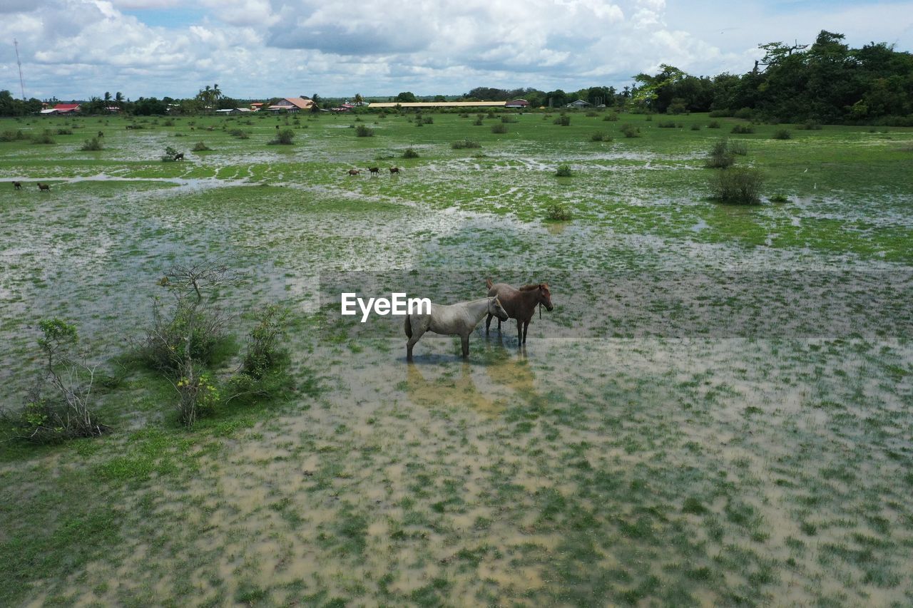 Horses in grassland of clara polder stalweide, nickerie suriname