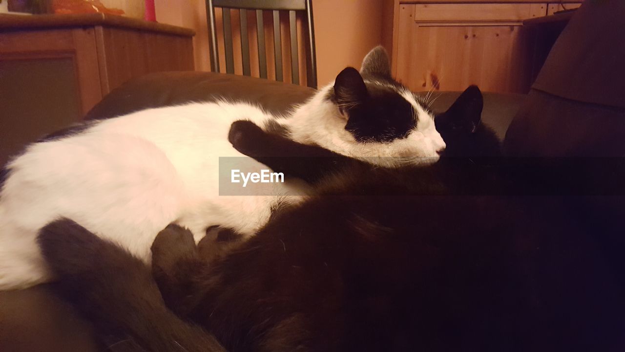 CLOSE-UP OF CAT WITH DOG