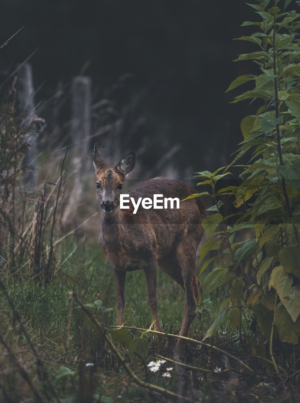 animal, animal themes, mammal, animal wildlife, one animal, wildlife, looking at camera, portrait, no people, nature, plant, tree, standing, forest, land, outdoors, deer, domestic animals