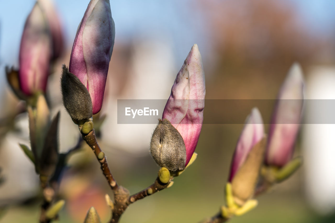 CLOSE-UP OF FRESH PINK FLOWER BUDS