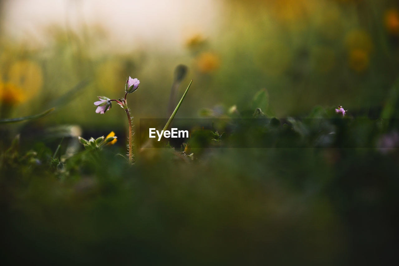 Beautiful Beautiful Nature Flowers,Plants & Garden Grass Growth Life Plants Wonderful Beauty In Nature Flower Flowers Garden Lovely Outdoors Pastel Selective Focus Spring Springtime