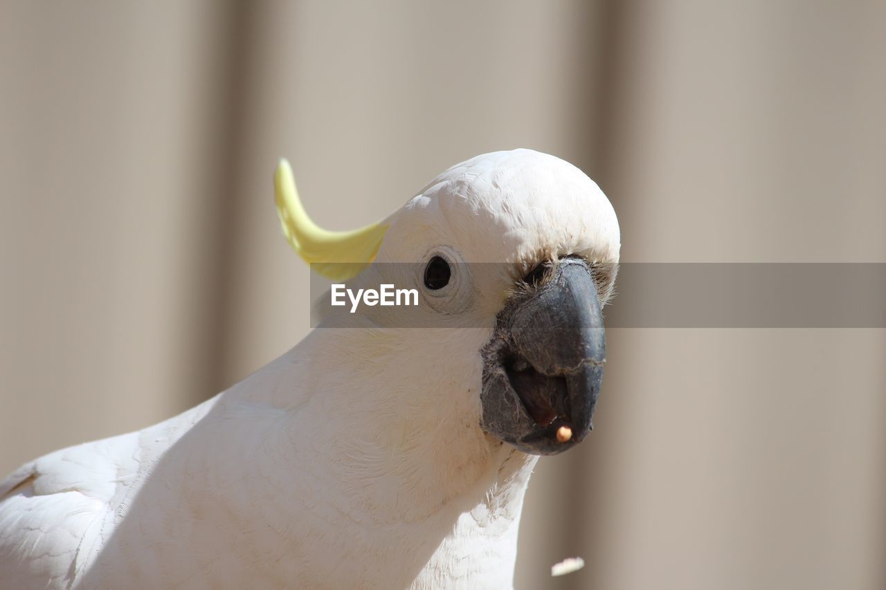 Close-up of cockatoo