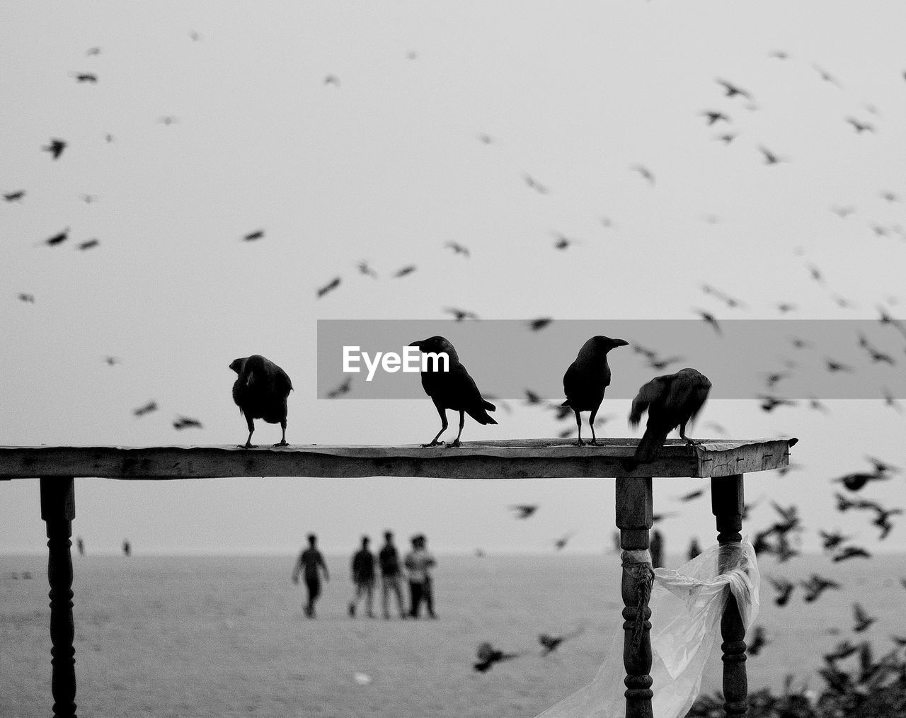 Birds perching on wooden post by sea against sky