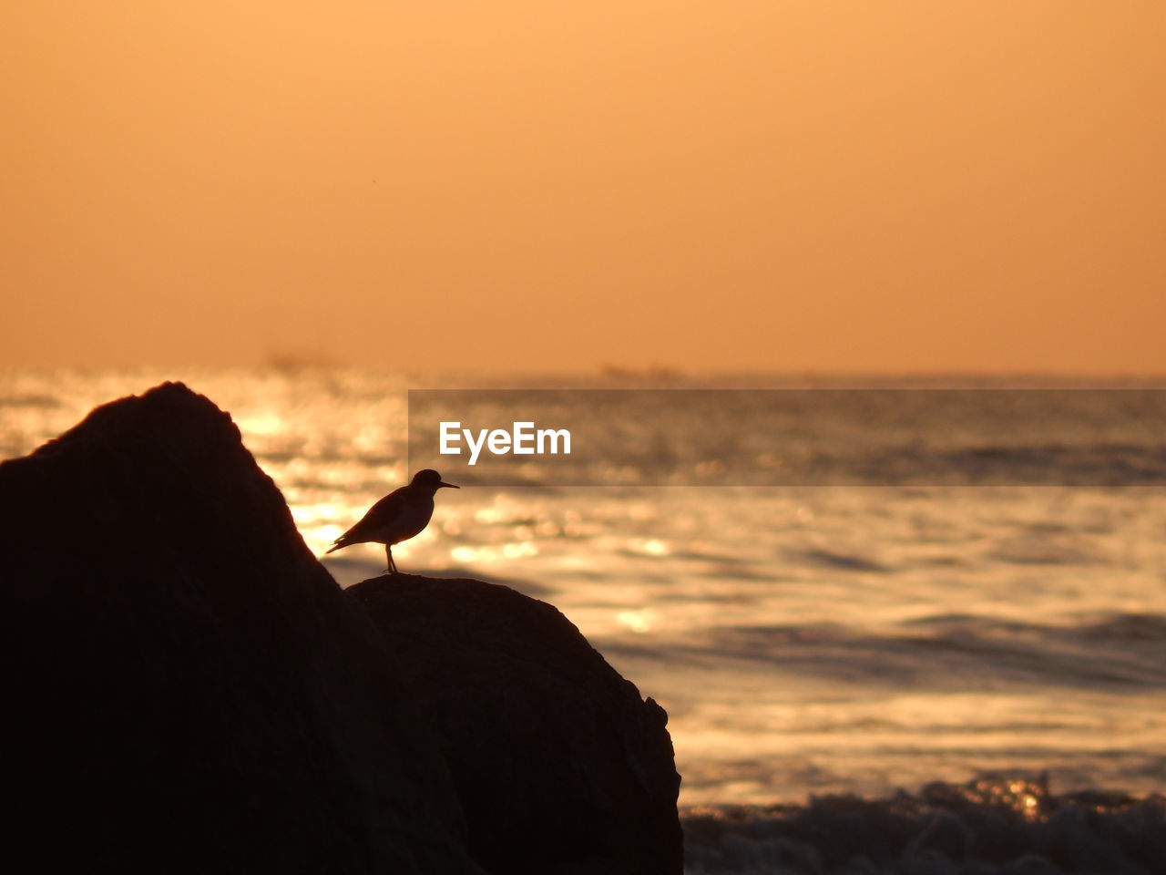 Silhouette bird on rock against sky during sunset