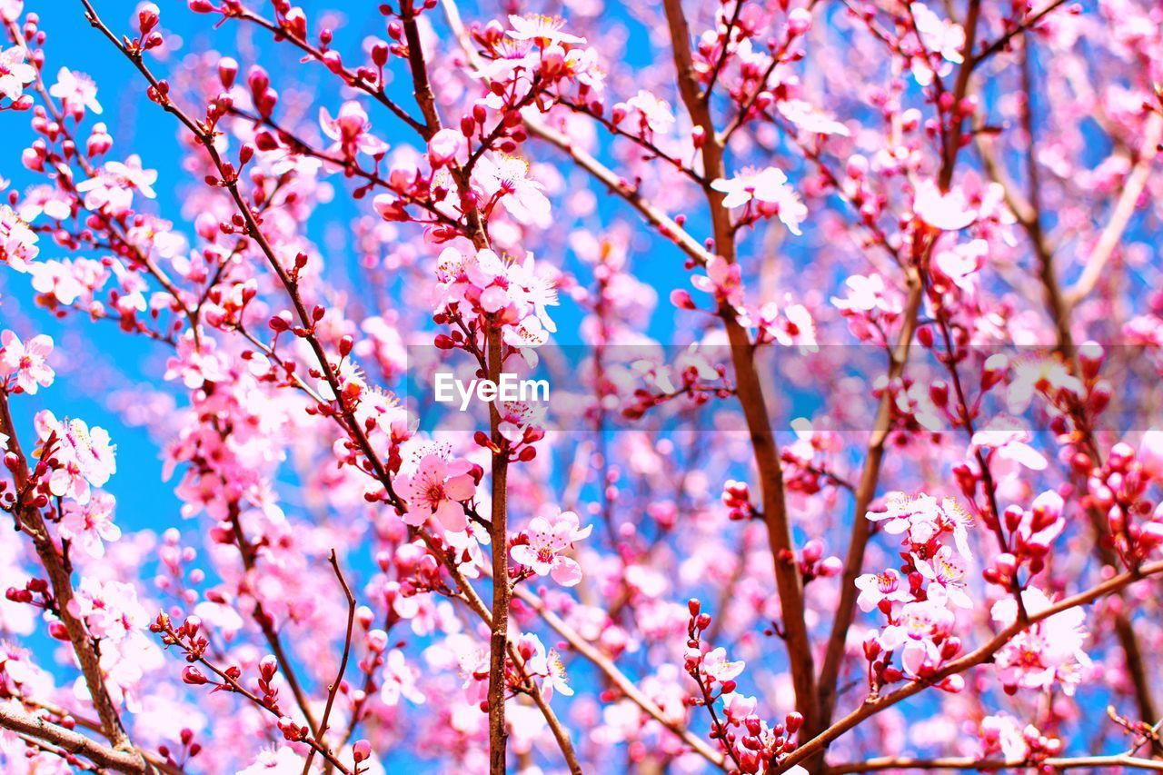 Low angle view of pink flowers against sky