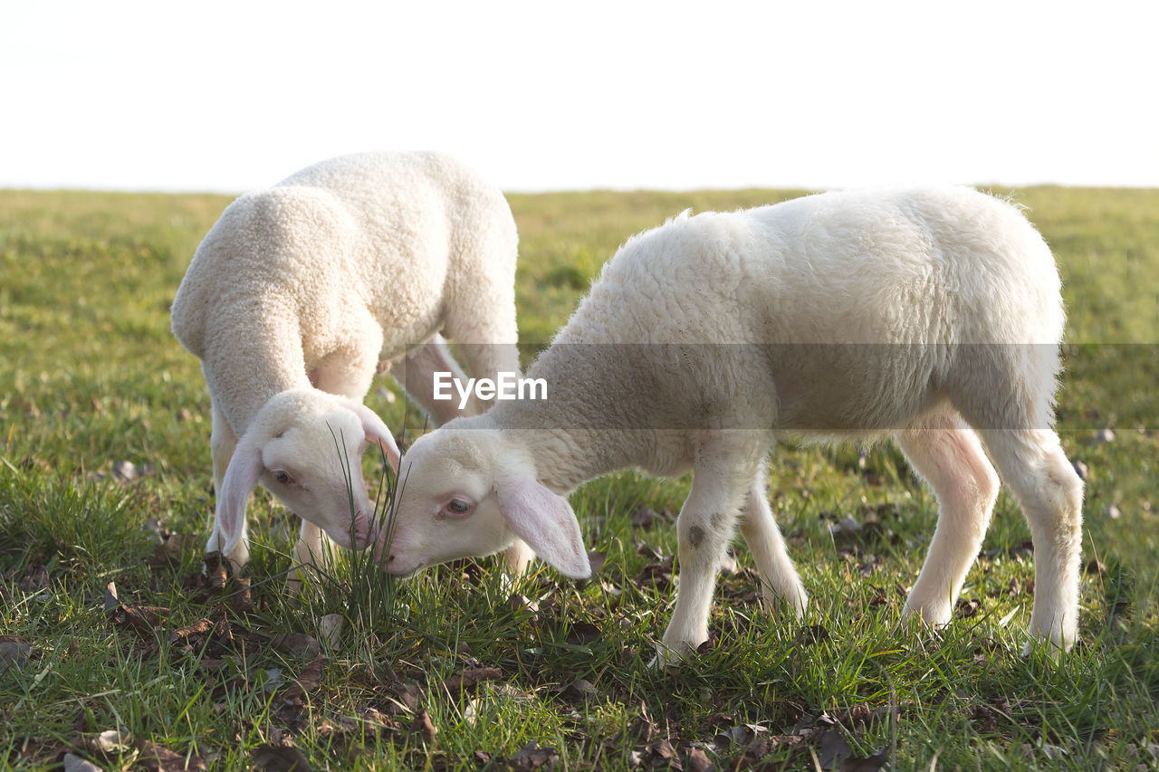 animal themes, animal, mammal, grass, pasture, livestock, domestic animals, agriculture, group of animals, plant, grazing, young animal, field, pet, nature, sheep, land, no people, plain, landscape, herd, grassland, lamb, rural scene, eating, day, farm, sky, environment, outdoors, food, white, two animals, meadow, animal family, standing
