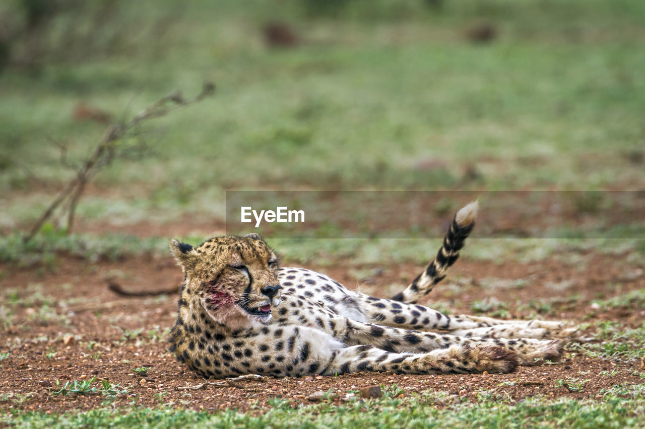 Cheetah lying on land