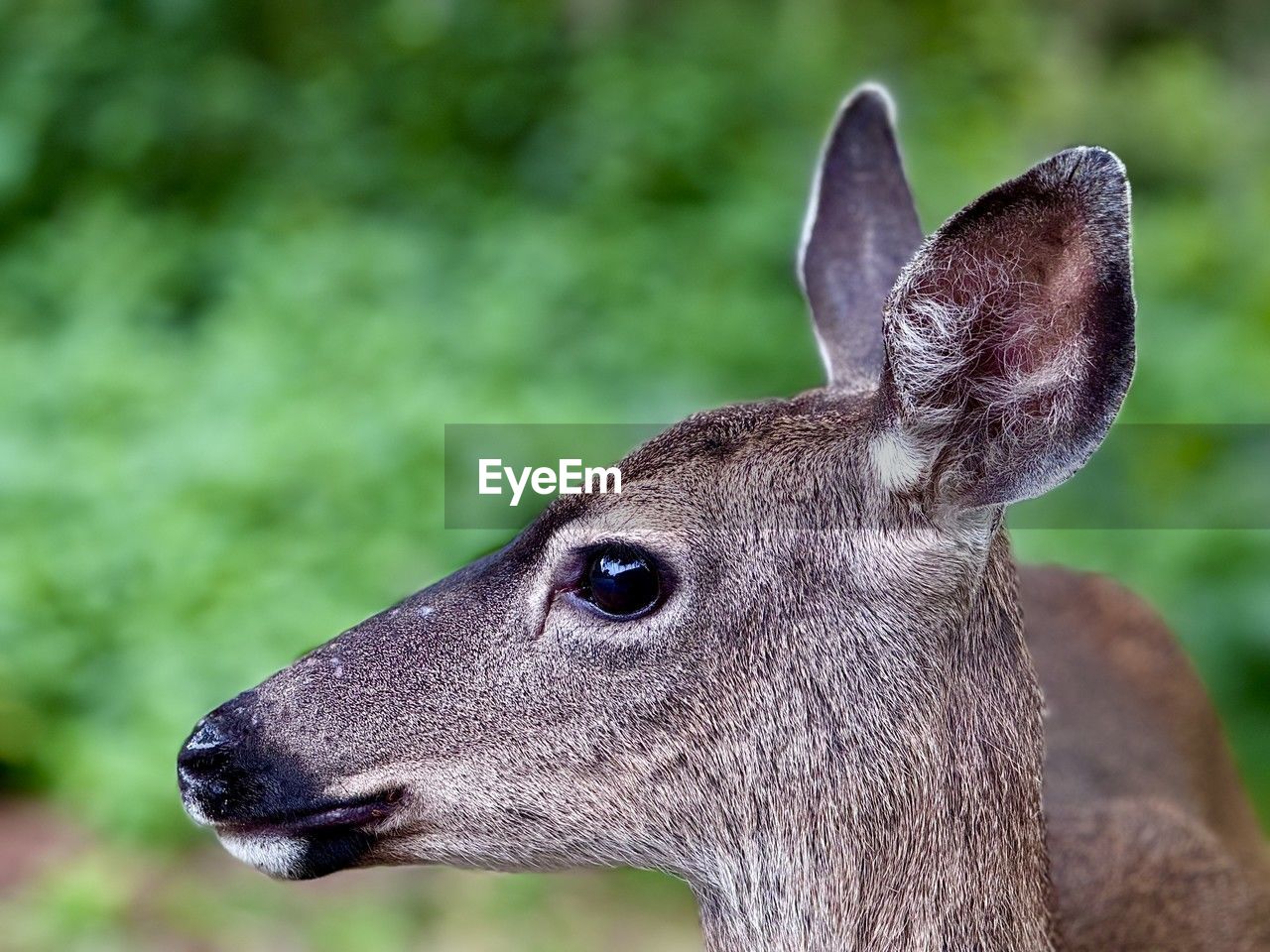 animal themes, animal, one animal, animal wildlife, mammal, wildlife, deer, animal body part, animal head, portrait, close-up, focus on foreground, no people, side view, nature, domestic animals, outdoors, day, profile view, brown, looking