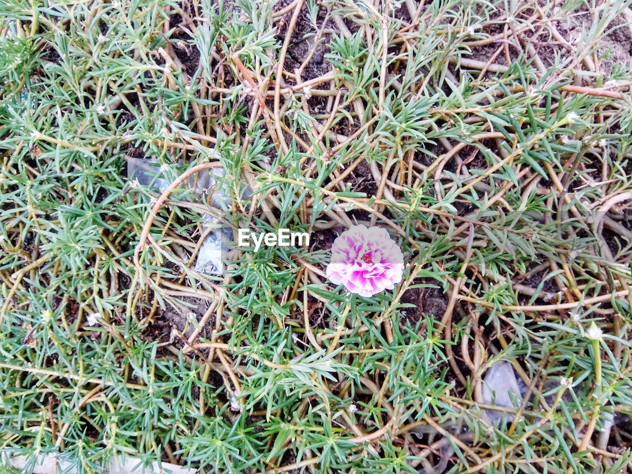 HIGH ANGLE VIEW OF PINK FLOWER ON FIELD