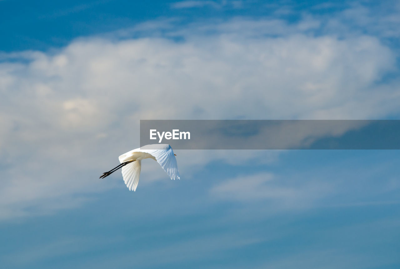 Low angle view of seagull flying in sky