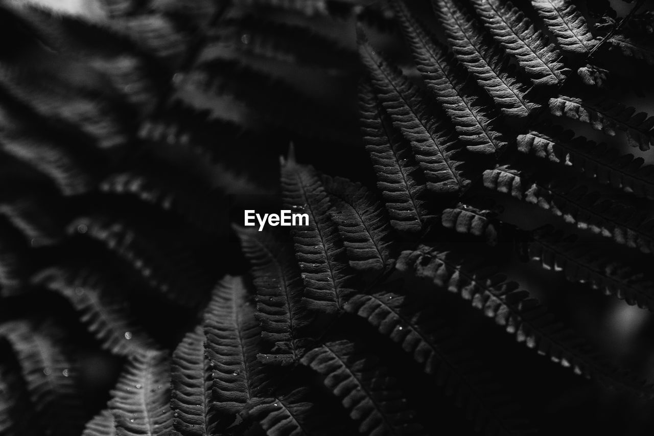 Close-up of fern