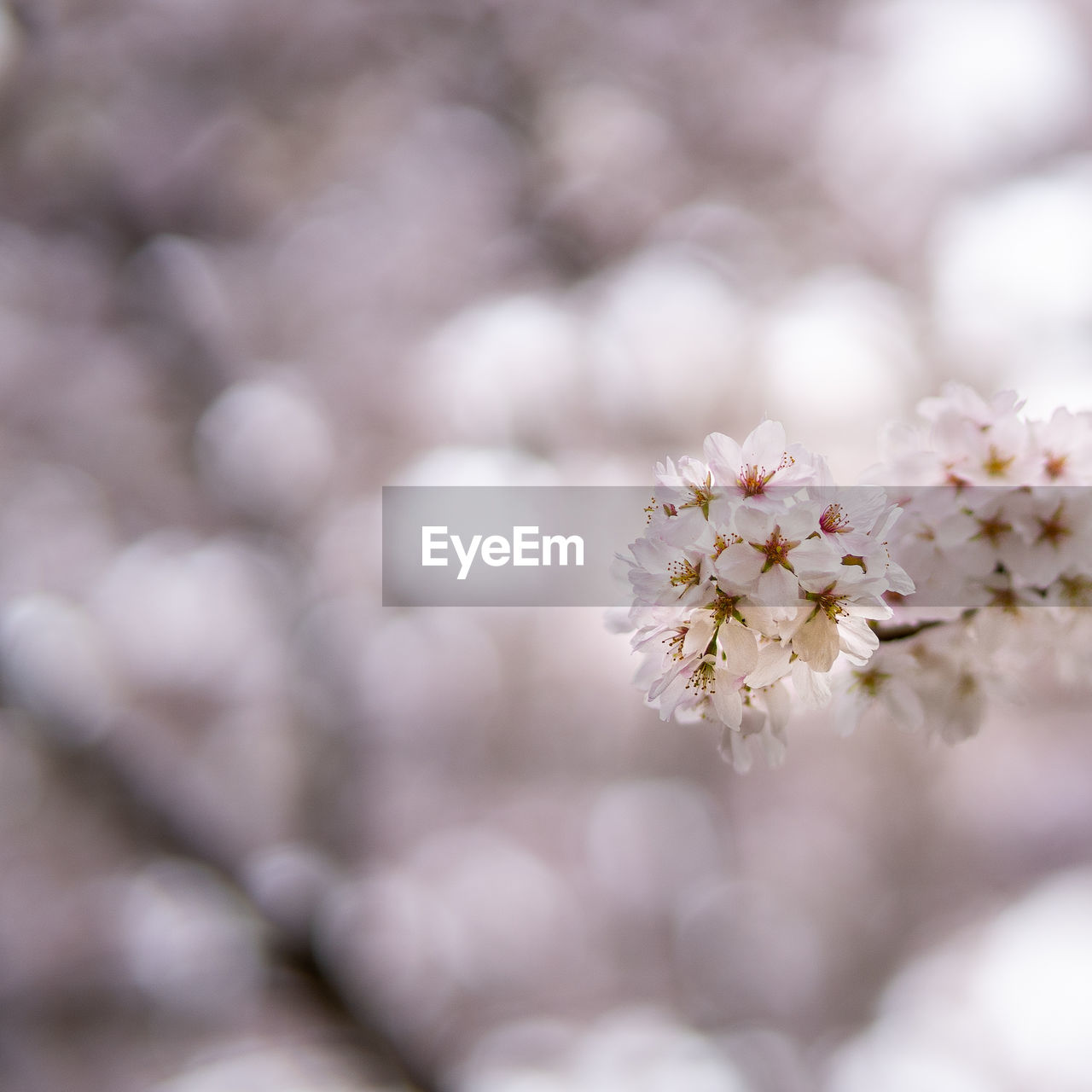 Close-up of cherry blossoms