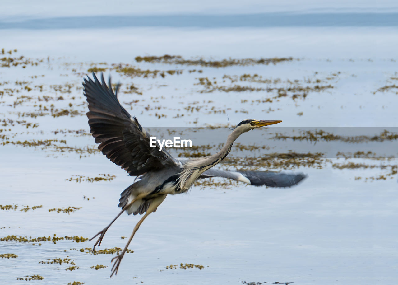 Bird flying over frozen lake