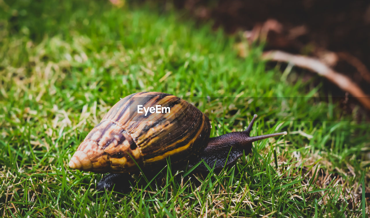 animal themes, grass, animal, animal wildlife, snail, one animal, snails and slugs, plant, gastropod, mollusk, nature, wildlife, shell, animal shell, no people, boredom, close-up, green, macro photography, land, day, outdoors, field