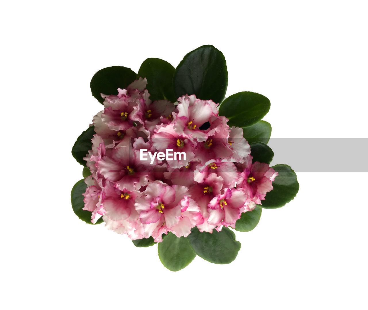 CLOSE-UP OF PINK FLOWER