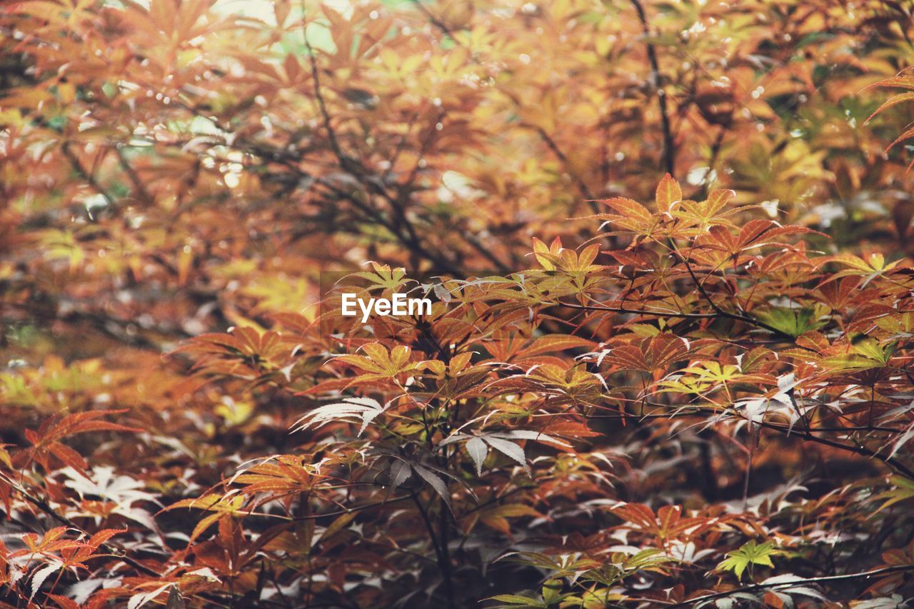 Leaves on tree trunk