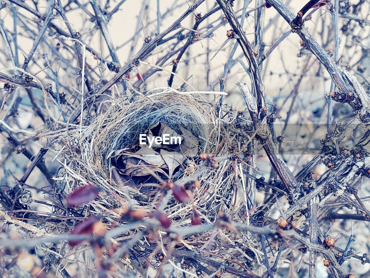 CLOSE-UP OF NEST ON SNOW