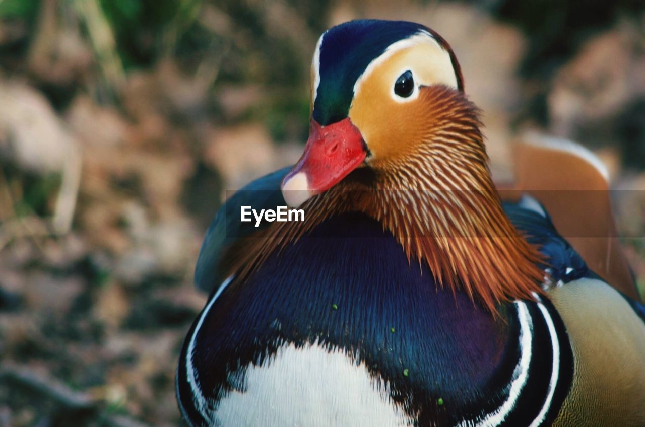 Close-up of mandarin duck