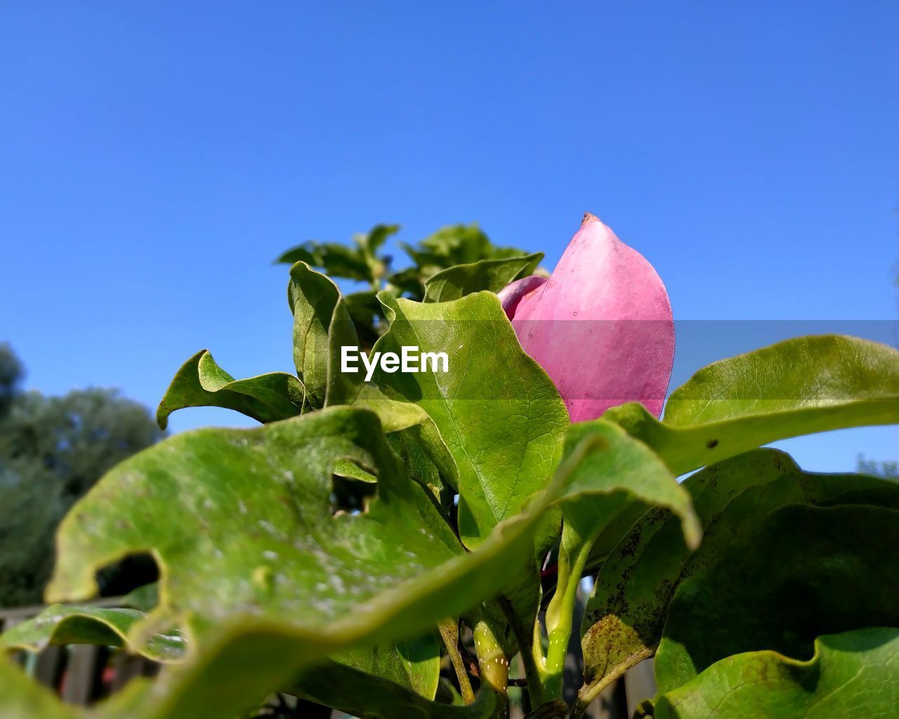 Close-up of pink rose plant against blue sky