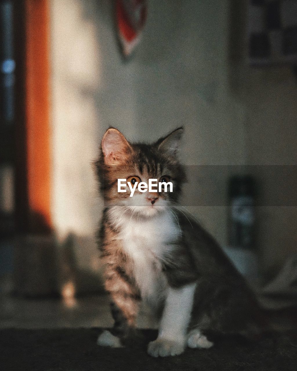PORTRAIT OF CAT SITTING ON CARPET