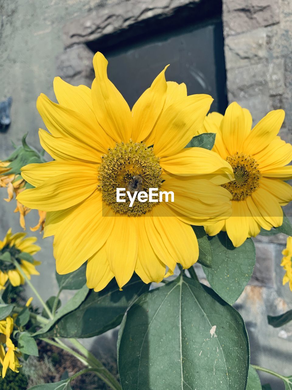 CLOSE-UP OF SUNFLOWERS ON YELLOW SUNFLOWER
