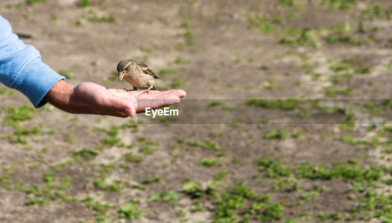 Close-up of hand holding sparrow