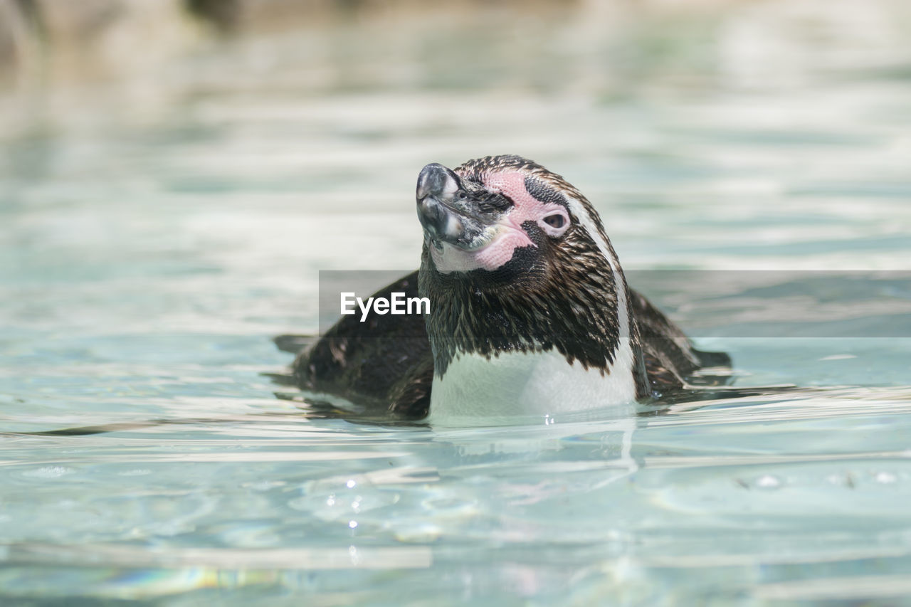 Humboldt penguin swimming on water