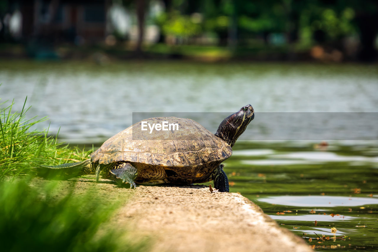 CLOSE-UP OF TORTOISE IN LAKE