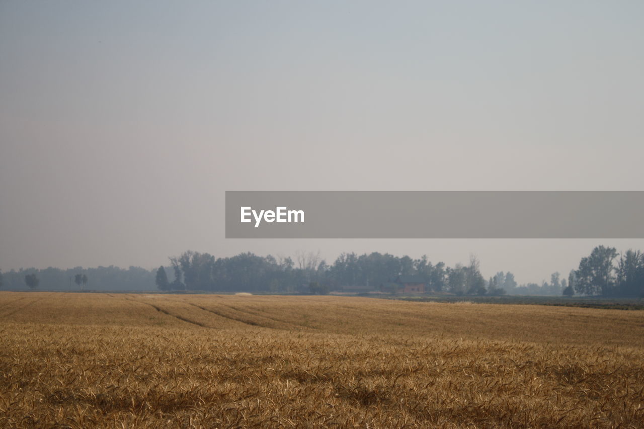 field, landscape, agriculture, nature, tranquility, tranquil scene, beauty in nature, scenics, farm, rural scene, no people, clear sky, outdoors, day, tree, plough, growth, sky