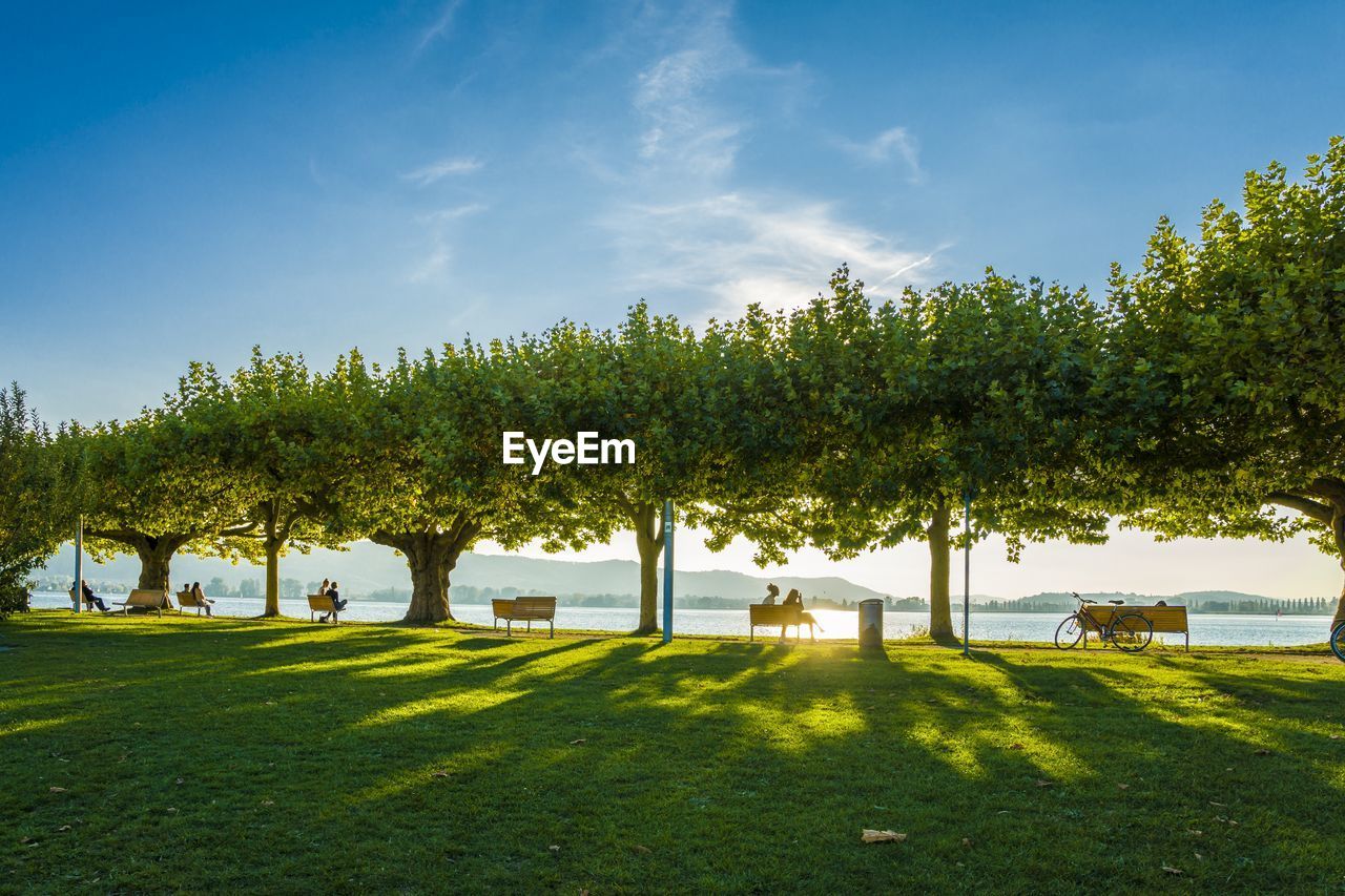 Trees at park against blue sky