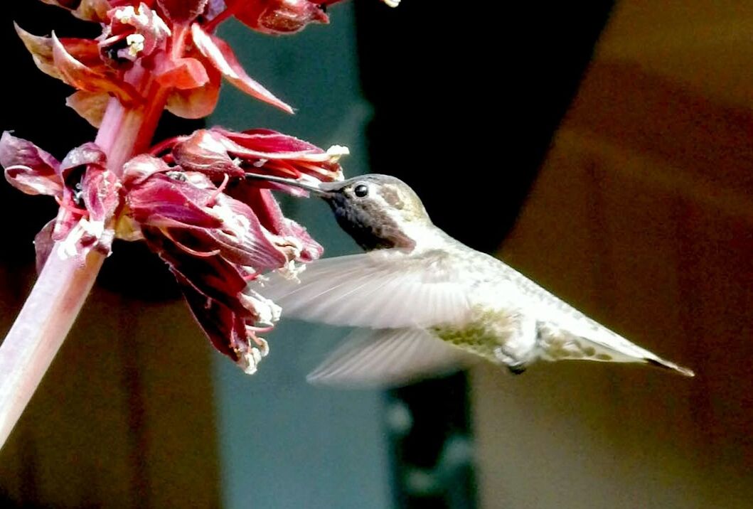 CLOSE-UP OF BIRD AGAINST SKY