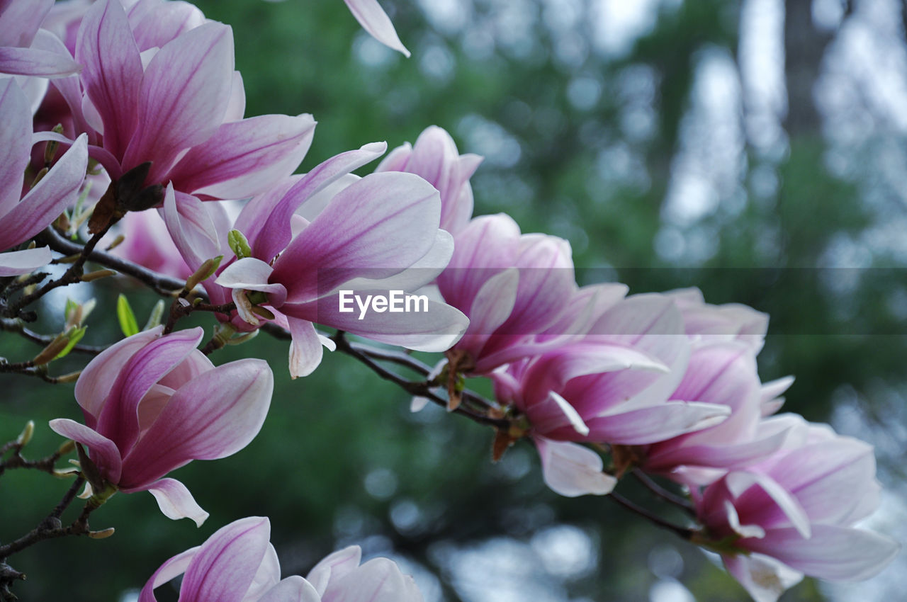 Close-up of a row of pink magnolia blossom 