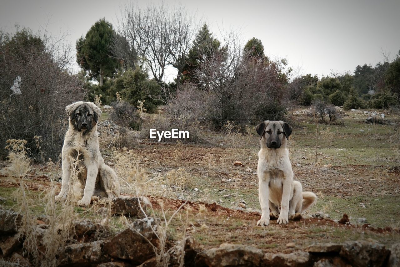 Two dogs sitting outdoors