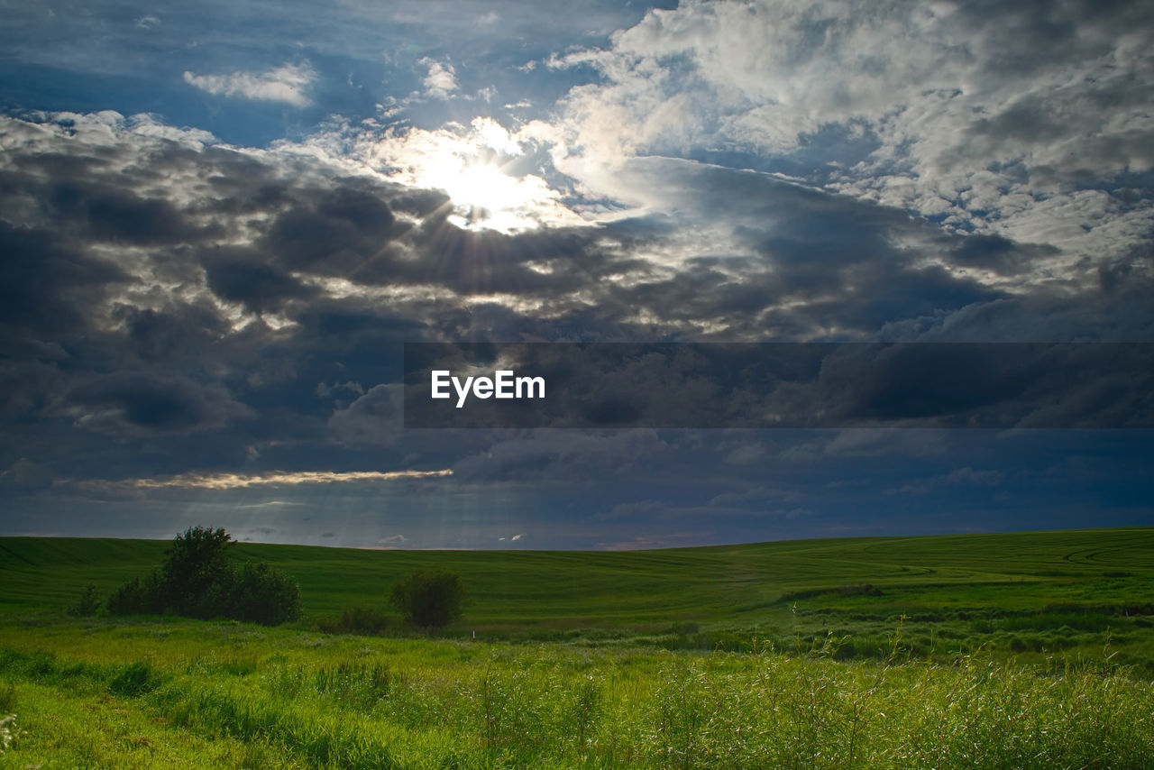 sky, environment, landscape, cloud, horizon, nature, plant, land, beauty in nature, field, scenics - nature, grassland, plain, grass, sunlight, morning, rural scene, green, prairie, tranquility, no people, agriculture, cloudscape, tranquil scene, dramatic sky, meadow, outdoors, sunbeam, rural area, horizon over land, hill, tree, non-urban scene, blue, crop, summer, dawn, growth, day, natural environment, idyllic, storm, sun, farm, cereal plant, social issues