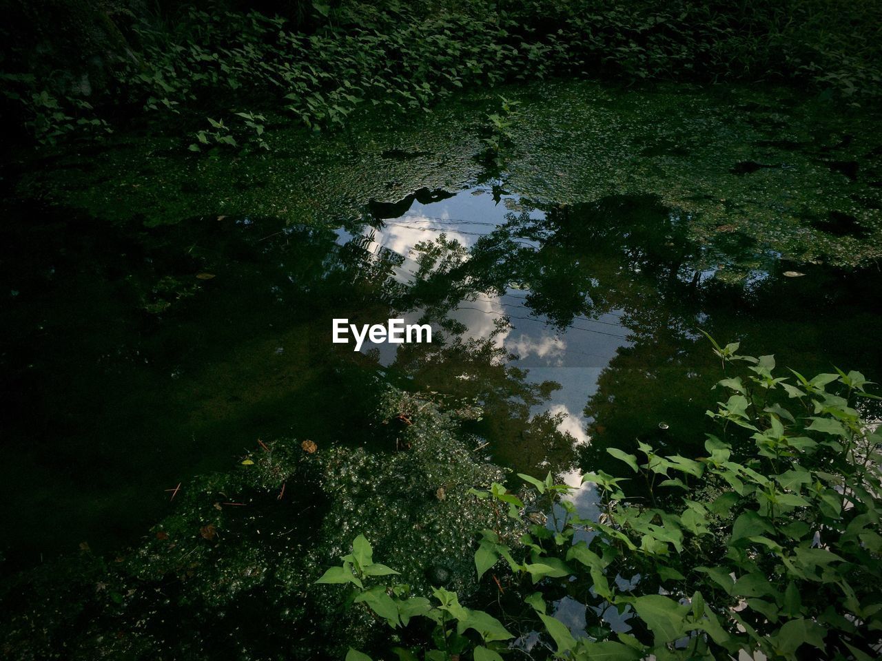 High angle view of trees reflecting in water