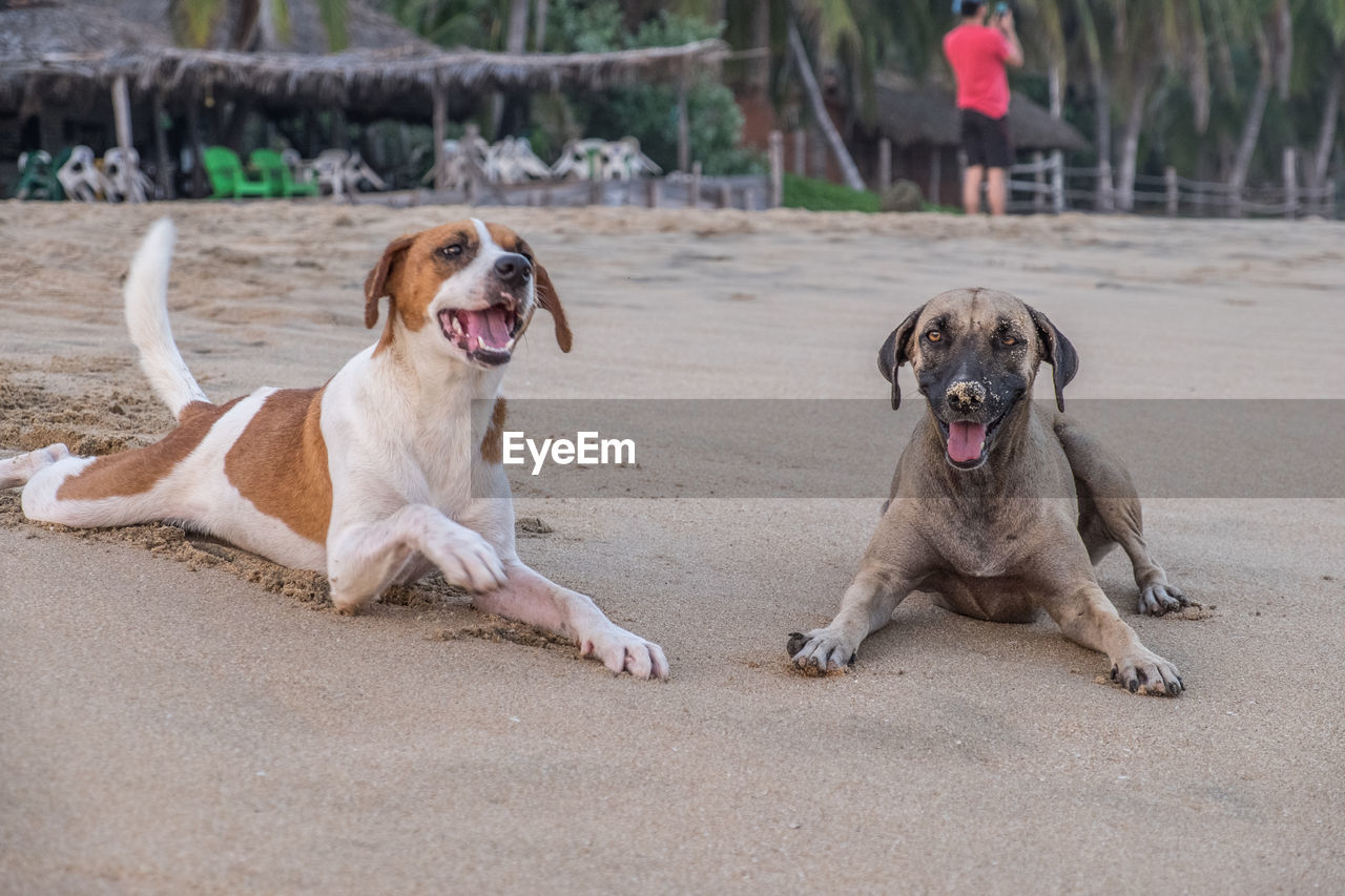 Dogs resting at beach