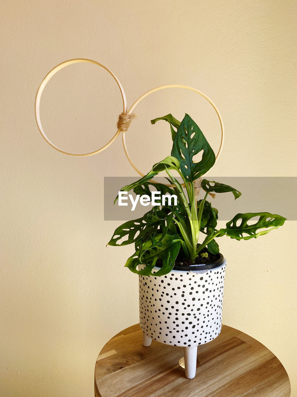 CLOSE-UP OF POTTED PLANT ON TABLE