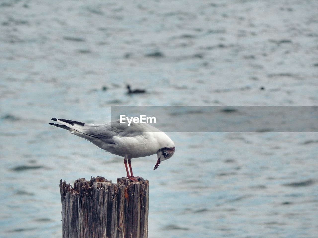 Seagull perching on wooden post