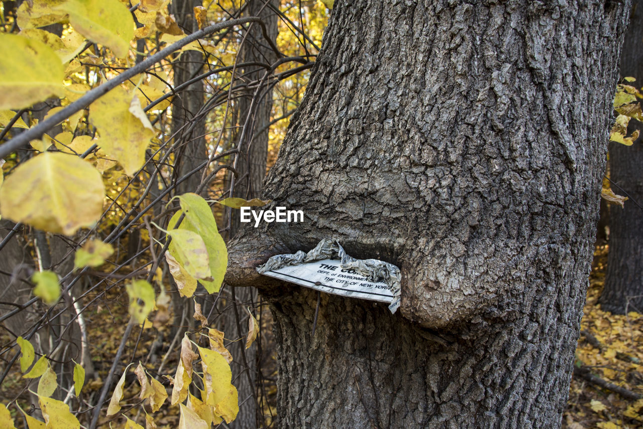 Damaged road sign on tree trunk in forest during autumn