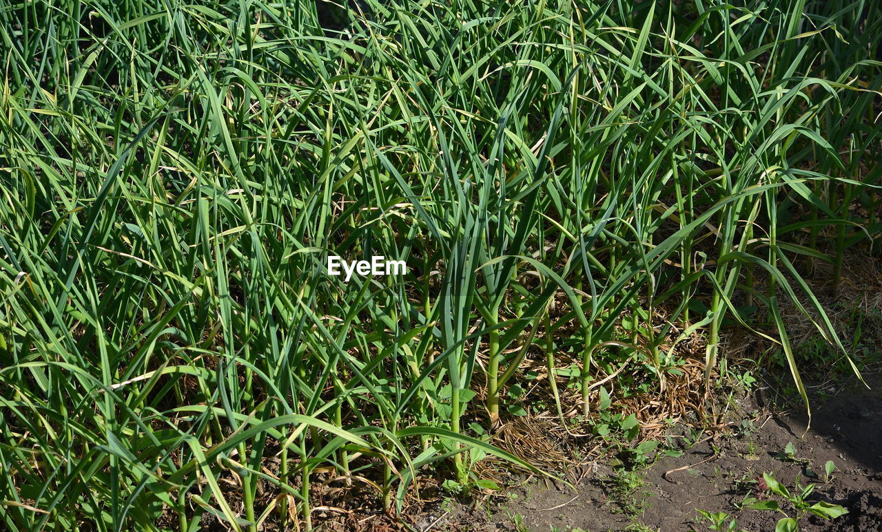 FULL FRAME SHOT OF PLANTS ON FIELD