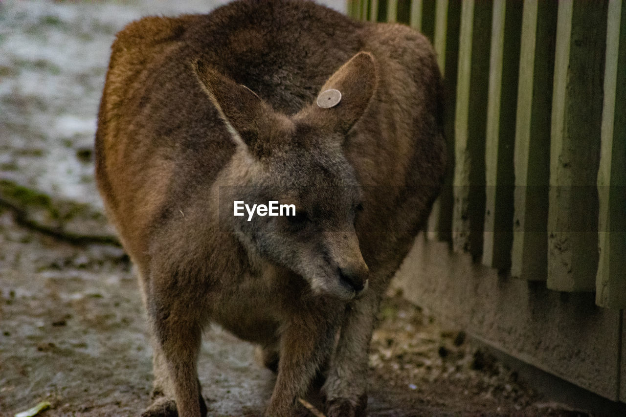 animal, animal themes, mammal, wildlife, animal wildlife, one animal, no people, wallaby, day, outdoors, zoo, nature, standing, focus on foreground